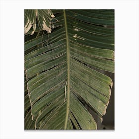 Palm Leaf 2 Canvas Print