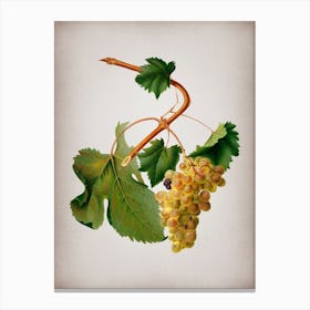 Vintage Vermentino Grapes Botanical on Parchment n.0281 Canvas Print