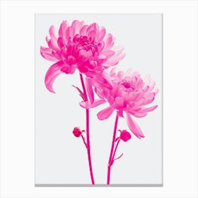 Hot Pink Chrysanthemum 3 Canvas Print
