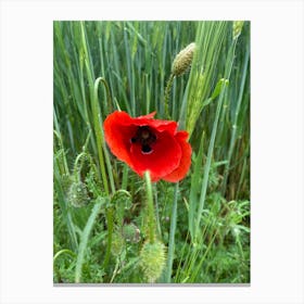 Img 4997 Field poppy Canvas Print