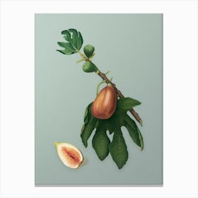 Vintage Fig Botanical Art on Mint Green n.0747 Canvas Print