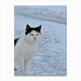 Black And White Cat Walking In The Snow Canvas Print
