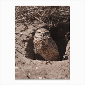 Burrowing Owl Nest Canvas Print