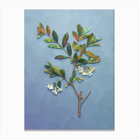 Vintage White Honeysuckle Plant Botanical Art on Summer Song Blue n.0017 Canvas Print