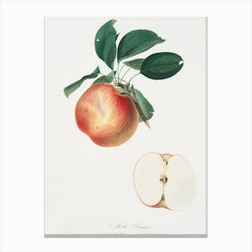 Apple (Malus Domestica) From Pomona Italiana (1817 - 1839), Giorgio Gallesio Canvas Print