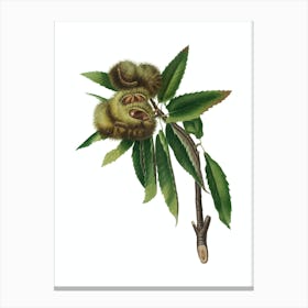 Vintage Spanish Chestnut Botanical Illustration on Pure White Canvas Print