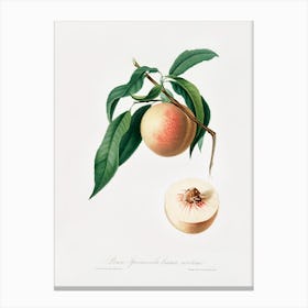 Peach (Persica Julodermis) From Pomona Italiana (1817 - 1839), Giorgio Gallesio 2 Canvas Print