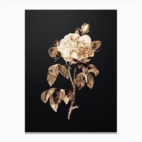 Gold Botanical Duchess of Orleans Rose on Wrought Iron Black n.3042 Canvas Print