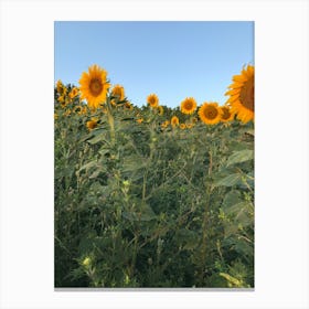 Sunflowers In A Field Canvas Print