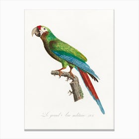 The Great Military Macaw From Natural History Of Parrots, Francois Levaillant Canvas Print