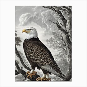 Bald Eagle Haeckel Style Vintage Illustration Bird Canvas Print