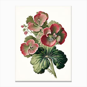 Geranium 3 Floral Botanical Vintage Poster Flower Canvas Print