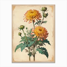 Vintage Of Herbarium Chrysanthem Canvas Print