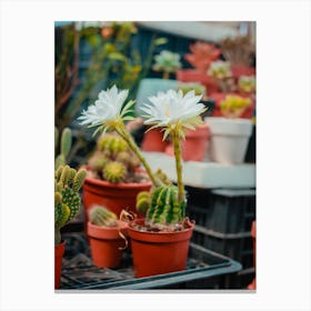 Cactus In Pots Canvas Print