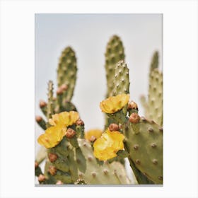 Cactus Flower Scenery Canvas Print