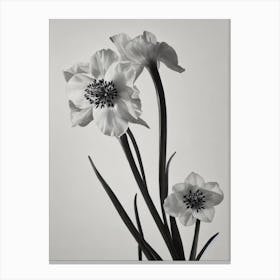 Delphinium B&W Pencil 1 Flower Canvas Print