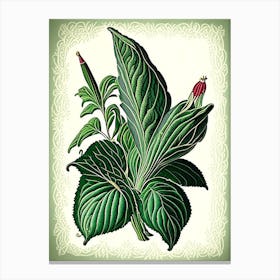 Comfrey Herb Vintage Botanical Canvas Print