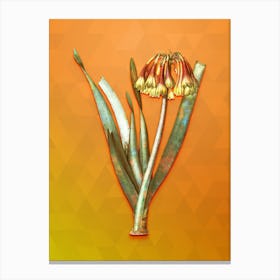 Vintage Knysna Lily Botanical Art on Tangelo n.1005 Canvas Print