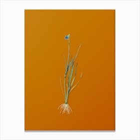 Vintage Narrow-leaf Blue-eyed-grass Botanical on Sunset Orange n.0416 Canvas Print