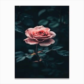 Dark Rose 100 Canvas Print