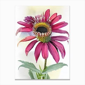 Coneflower Wildflower Watercolour 1 Canvas Print