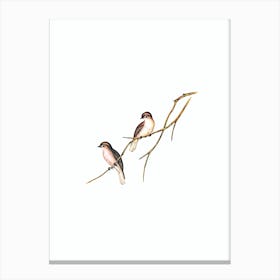 Vintage Great Winged Flycatcher Bird Illustration on Pure White n.0150 Canvas Print