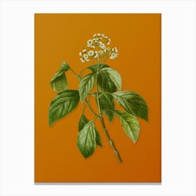 Vintage Climbing Hydrangea Botanical on Sunset Orange n.0872 Canvas Print