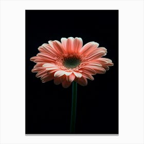 Gerbera Daisy 25 Canvas Print