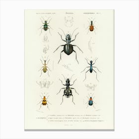Different Types Of Beetles, Charles Dessalines D'Orbigny Canvas Print
