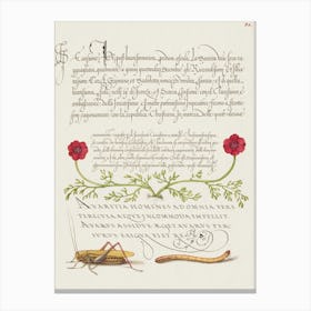 Pheasant S Eye, Cricket Or Grasshopper, And Wireworm From Mira Calligraphiae Monumenta, Joris Hoefnagel Canvas Print