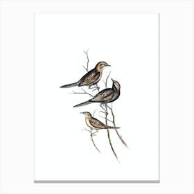 Vintage Lack Breasted Songlark Bird Illustration on Pure White n.0471 Canvas Print
