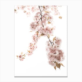 Spring Blossom III Canvas Print