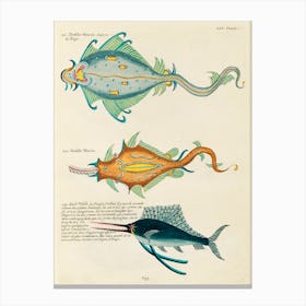 Colourful And Surreal Illustrations Of Fishes Found In Moluccas (Indonesia) And The East Indies, Louis Renard(39) Canvas Print