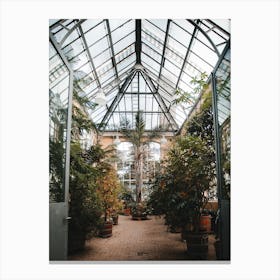Palm tree in the greenhouse Canvas Print