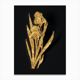 Vintage German Iris Botanical in Gold on Black n.0573 Canvas Print