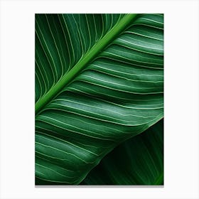 Close Up Of A Green Leaf Canvas Print