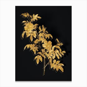 Vintage Musk Rose Botanical in Gold on Black n.0609 Canvas Print