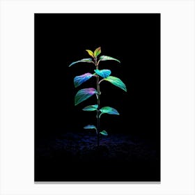 Plant Growing In The Dark 23 Canvas Print