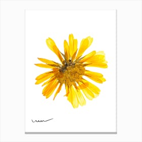 Yellow Daisy Canvas Print