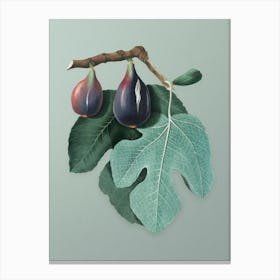 Vintage Fig Botanical Art on Mint Green n.0358 Canvas Print
