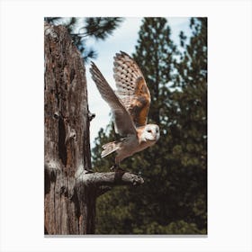 Barn Owl Flying Canvas Print