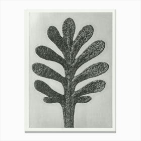 Yarrow (1928), Karl Blossfeldt 1 Canvas Print