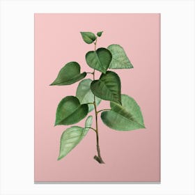 Vintage Quaking Aspen Botanical on Soft Pink n.0529 Canvas Print