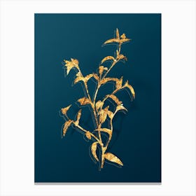 Vintage Commelina Africana Botanical in Gold on Teal Blue n.0155 Canvas Print