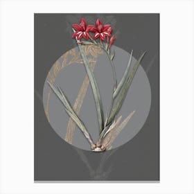 Vintage Botanical Gladiolus Cardinalis on Circle Gray on Gray n.0049 Canvas Print