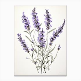 Lavender Flower Vintage Botanical 1 Canvas Print