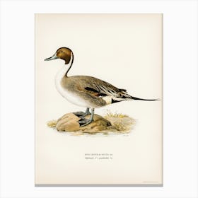 Northern Pintail, The Von Wright Brothers 1 Canvas Print