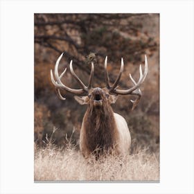 Bugling Bull Elk In Rut Canvas Print