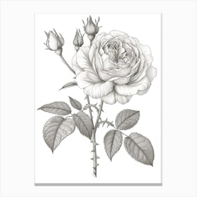 Roses Sketch 14 Canvas Print