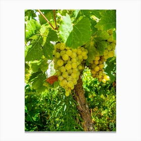 White Grapes On The Vine 202308311655102rt1pub Canvas Print